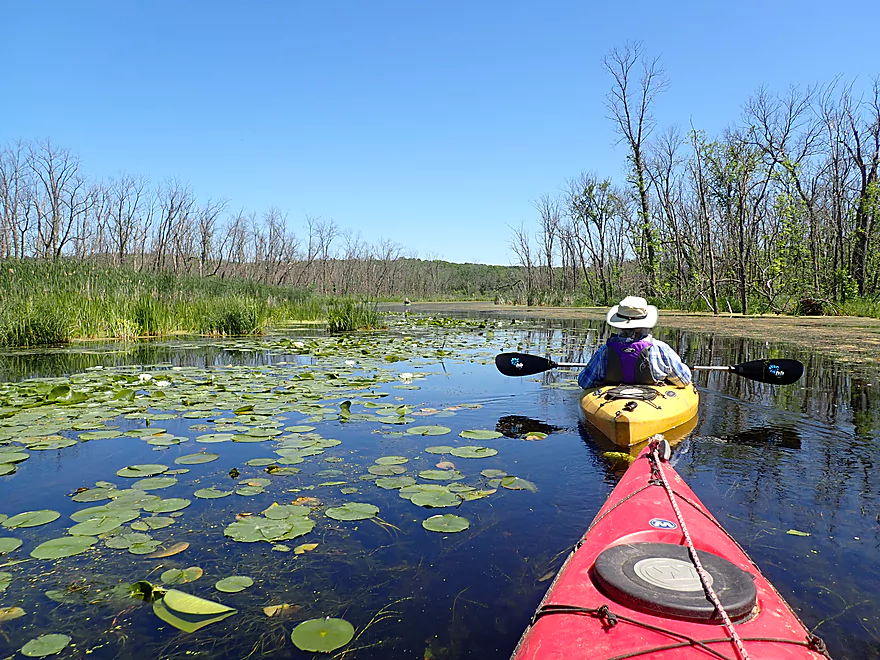 kayaking next to lily pads