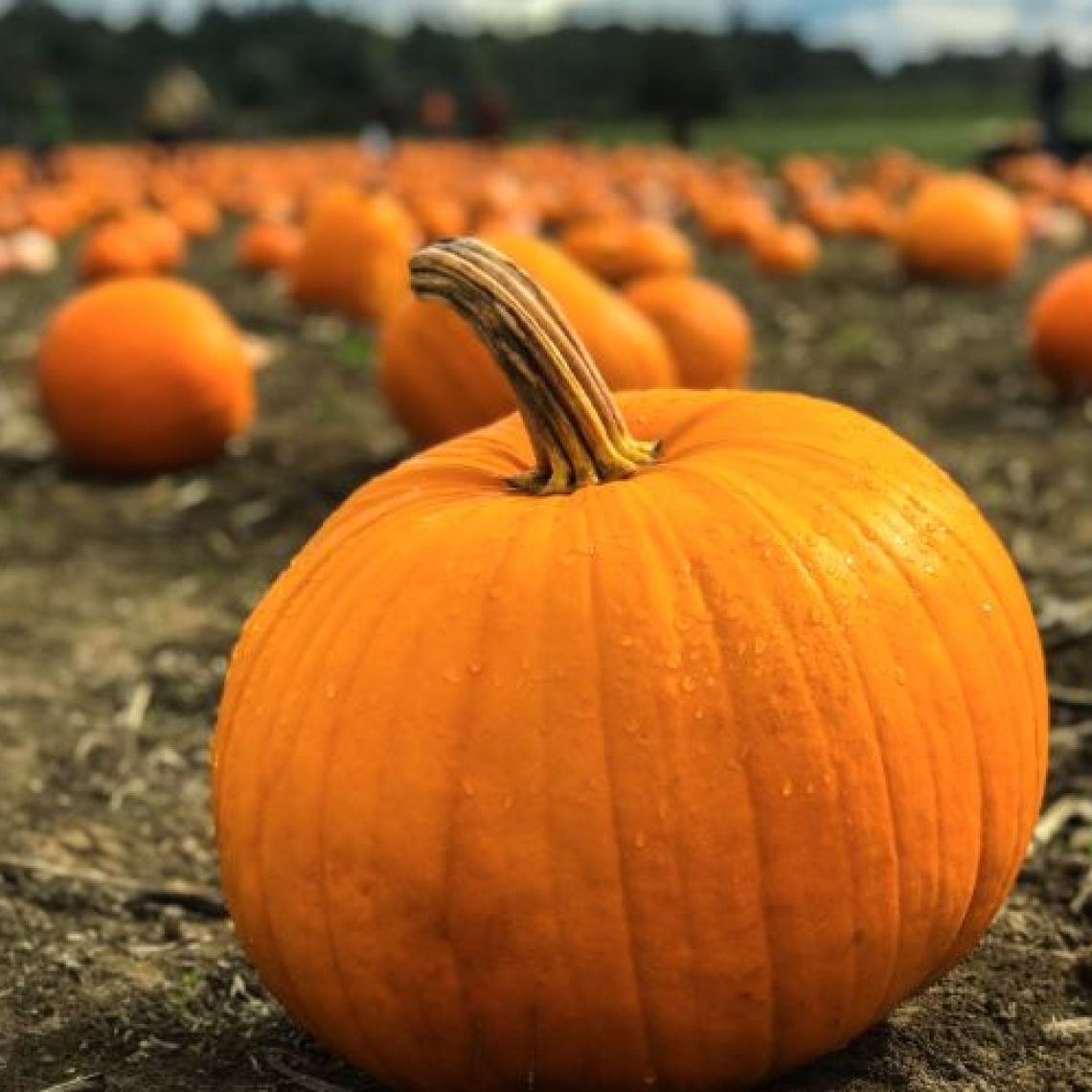 pumpkin